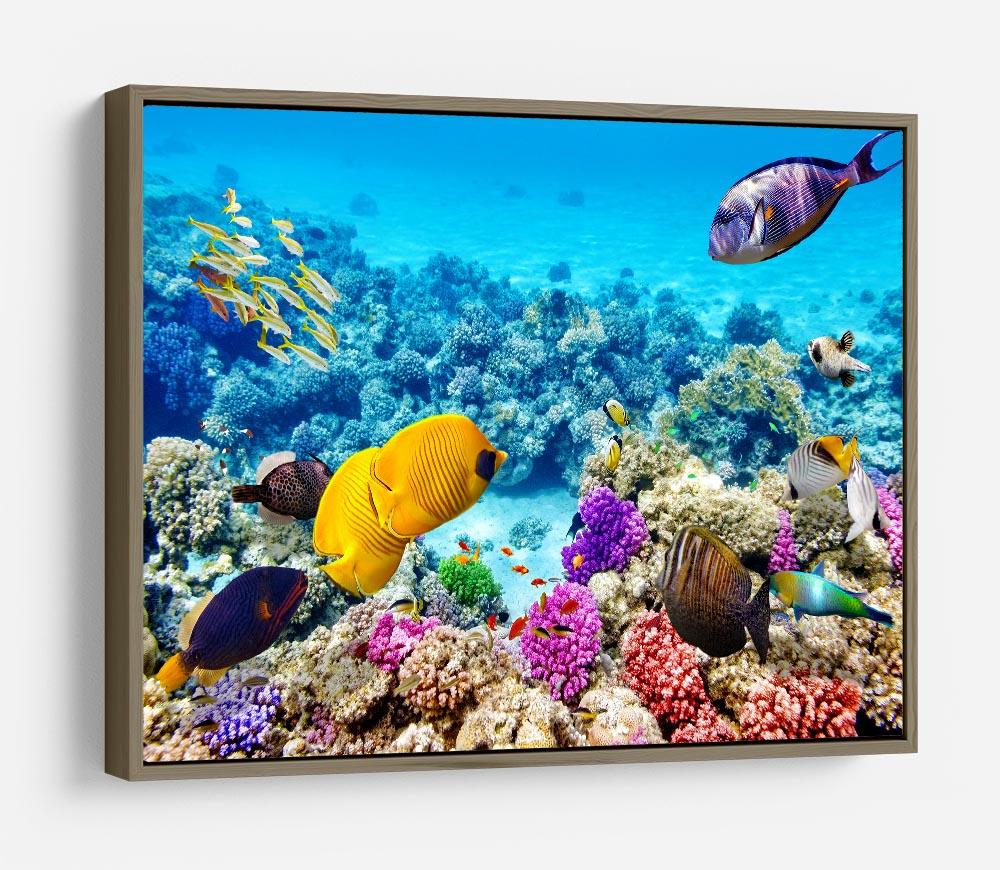 Corals and tropical fish HD Metal Print
