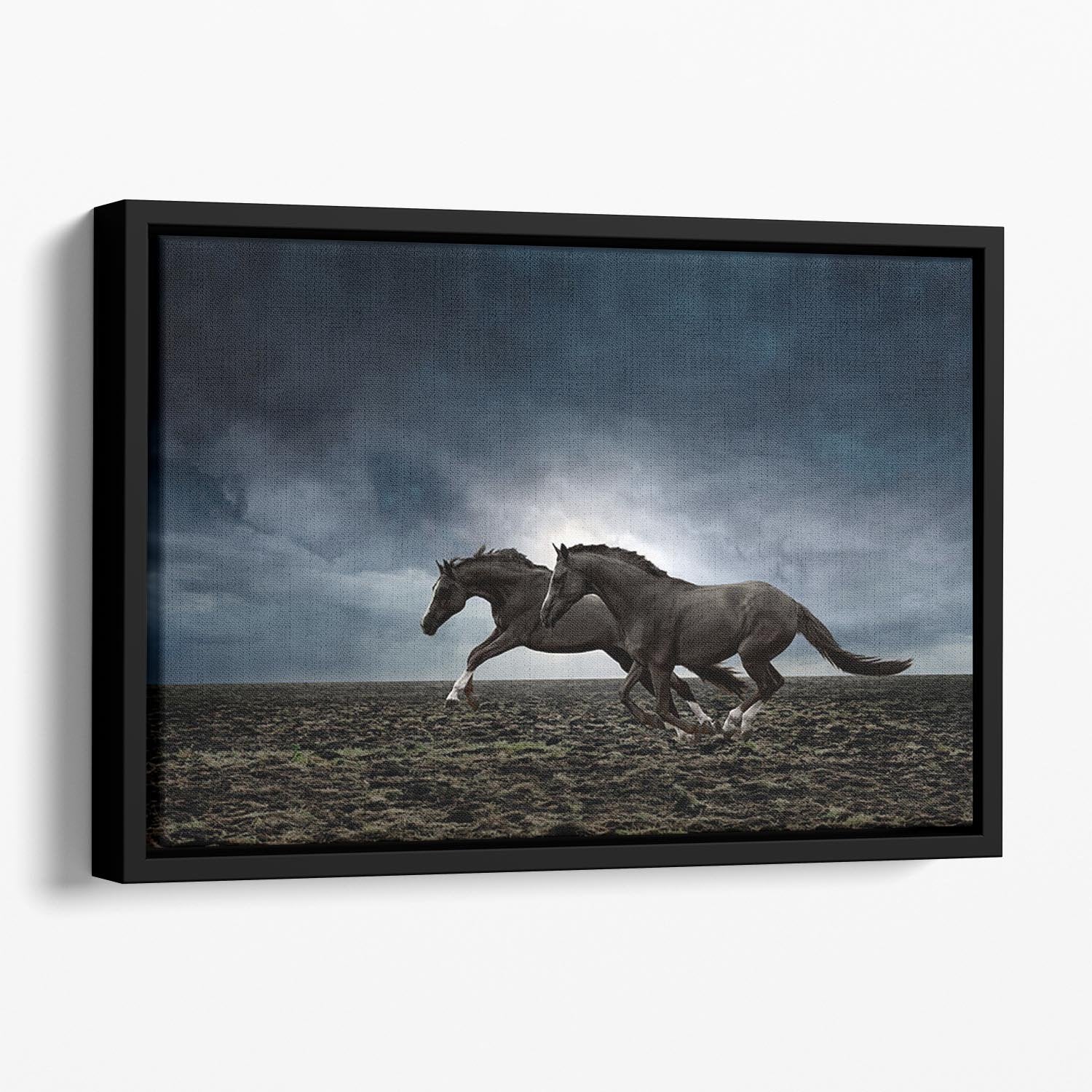 Couple black horses Floating Framed Canvas - Canvas Art Rocks - 1