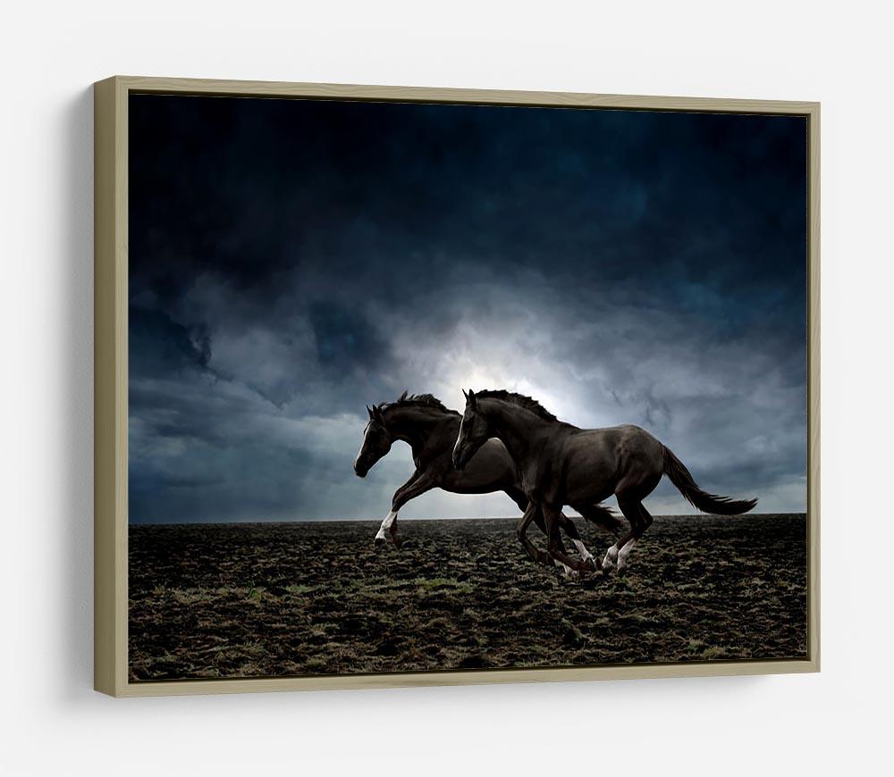 Couple black horses HD Metal Print - Canvas Art Rocks - 8