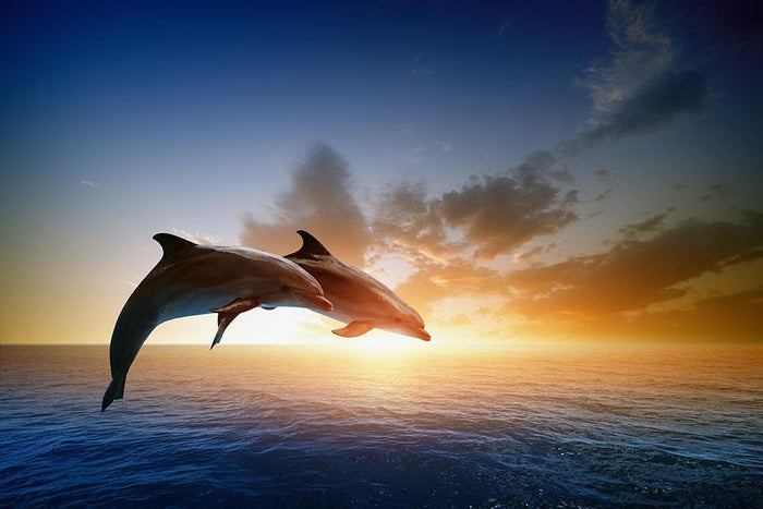 Couple jumping dolphins Wall Mural Wallpaper
