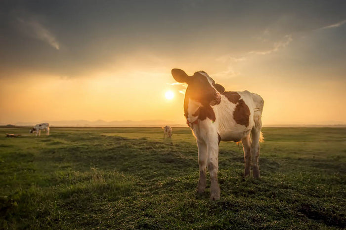 Cow Wall Mural Wallpaper