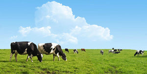 Cows grazing on a farm Wall Mural Wallpaper - Canvas Art Rocks - 1