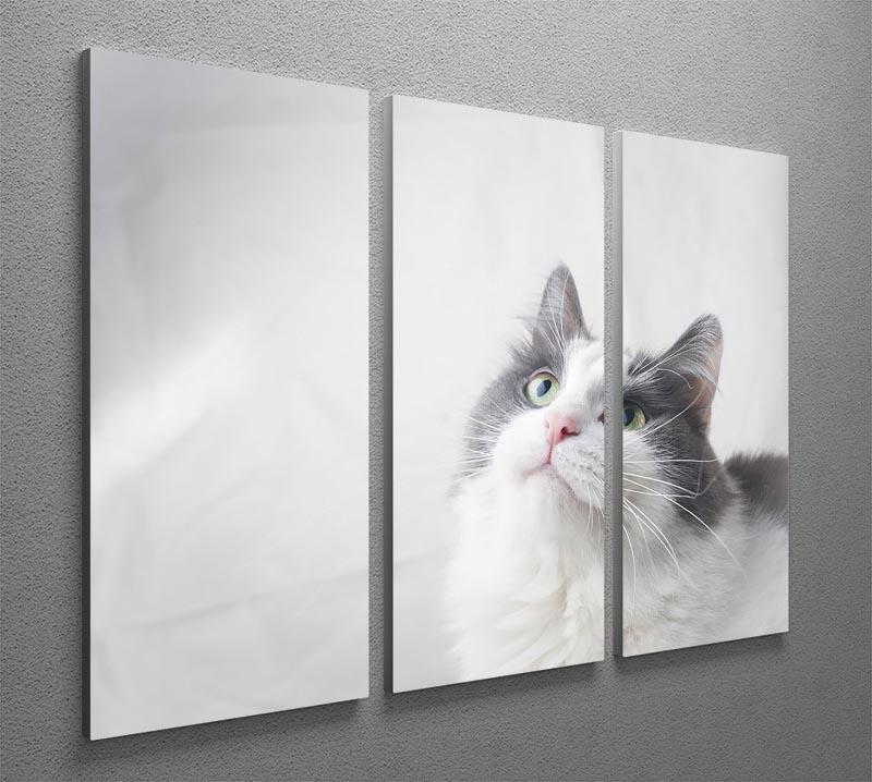Curious cat looking up 3 Split Panel Canvas Print - Canvas Art Rocks - 2