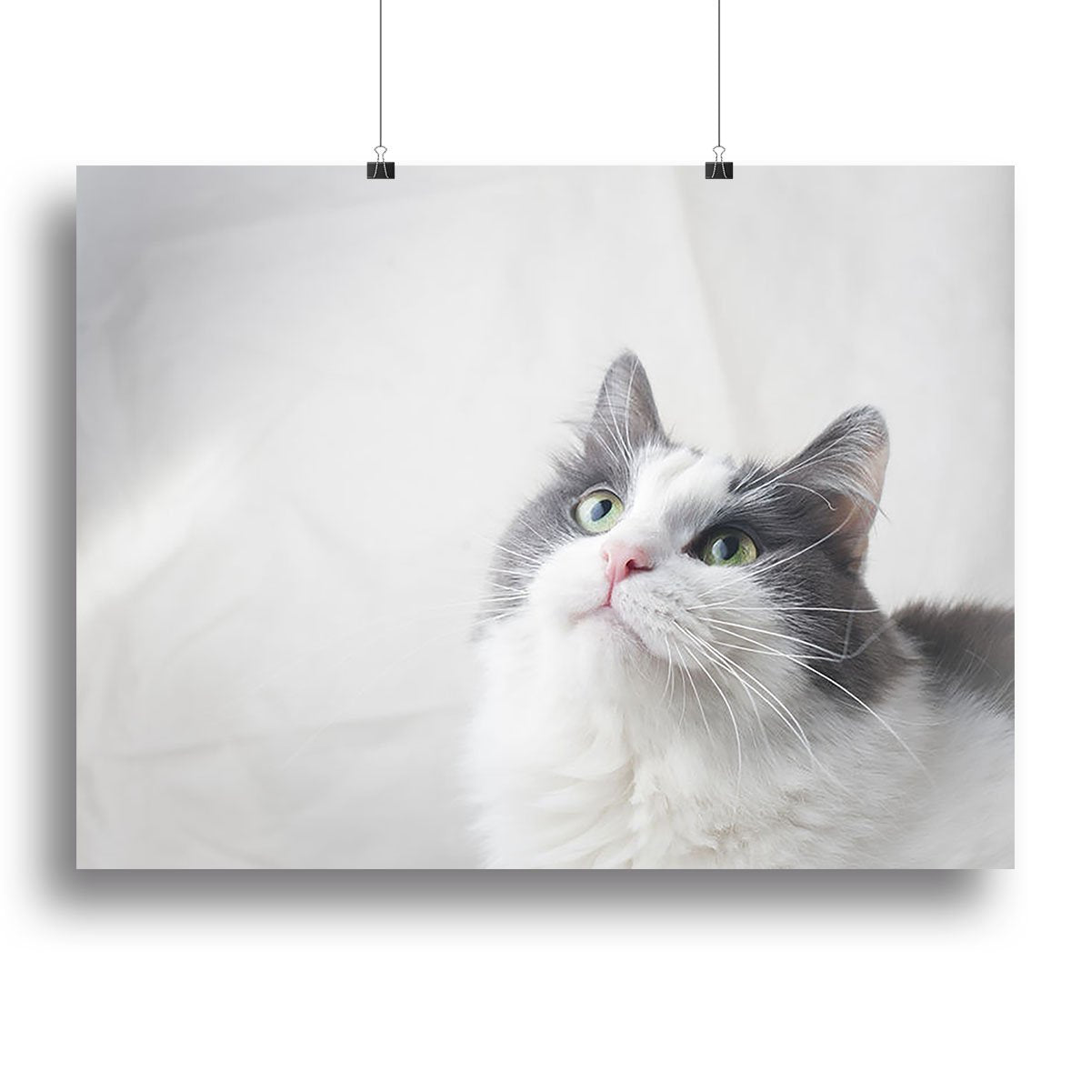 Curious cat looking up Canvas Print or Poster