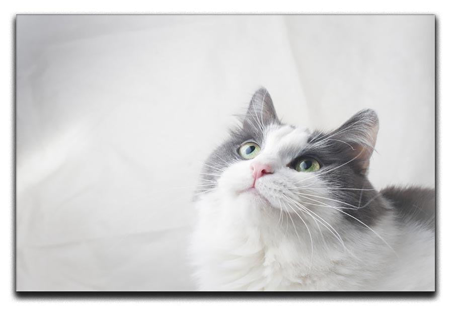 Curious cat looking up Canvas Print or Poster - Canvas Art Rocks - 1