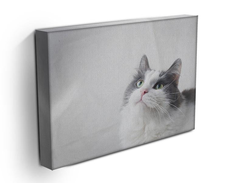 Curious cat looking up Canvas Print or Poster - Canvas Art Rocks - 3