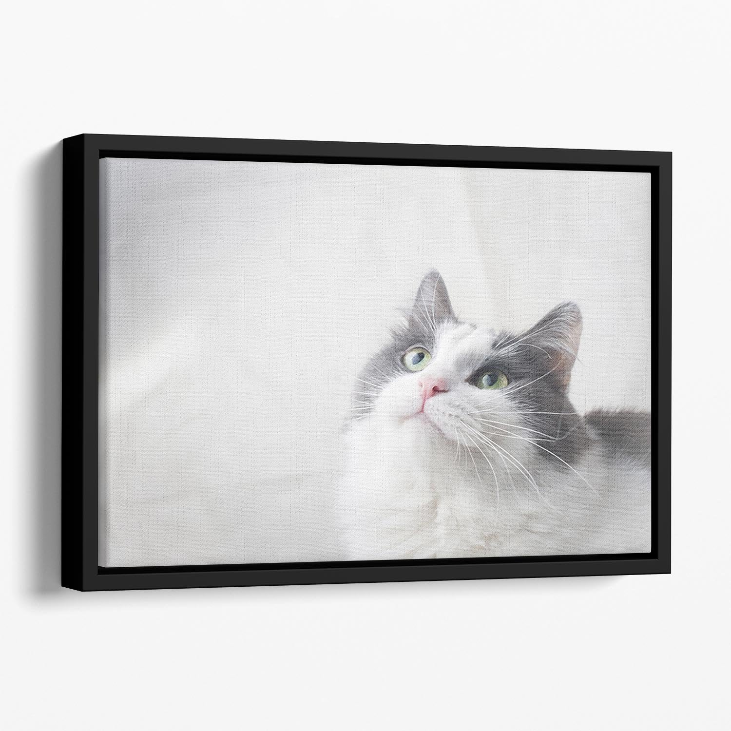 Curious cat looking up Floating Framed Canvas - Canvas Art Rocks - 1