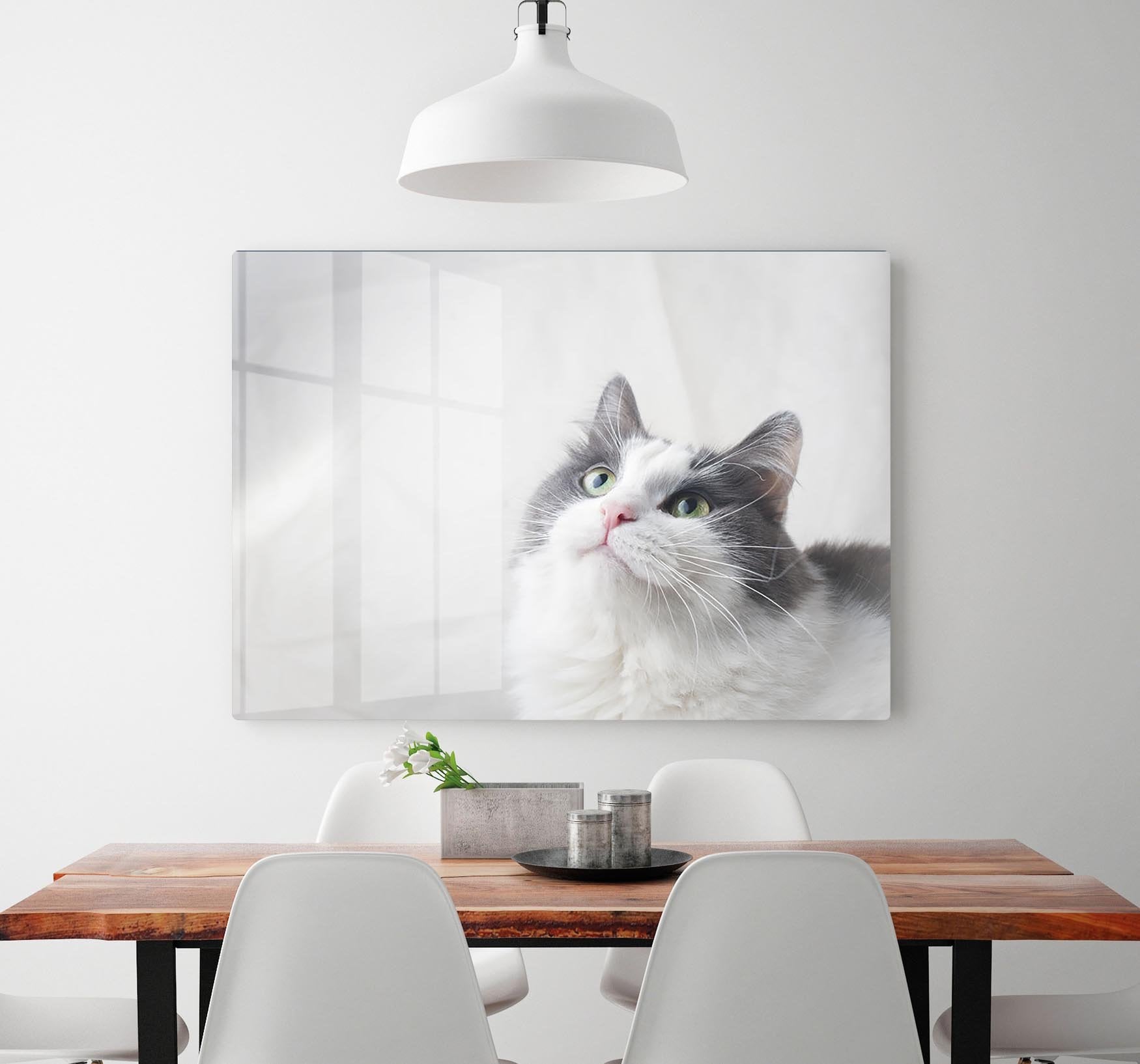 Curious cat looking up HD Metal Print - Canvas Art Rocks - 2