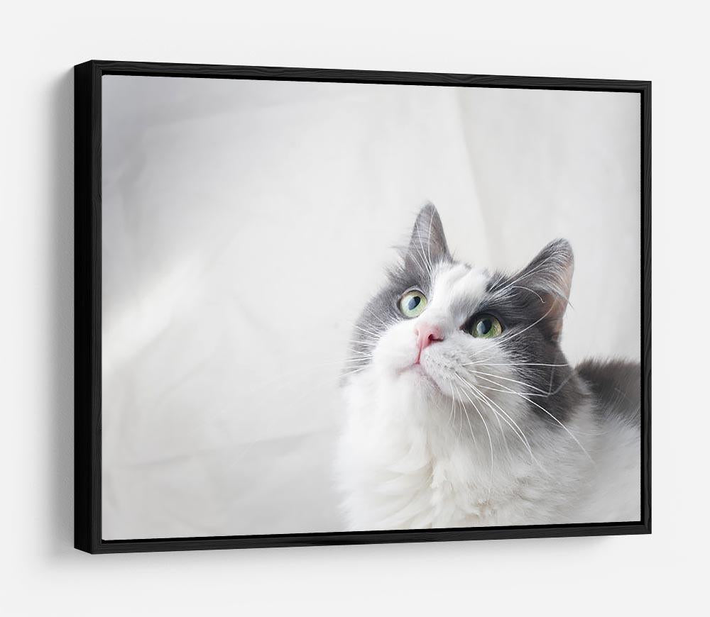 Curious cat looking up HD Metal Print - Canvas Art Rocks - 6