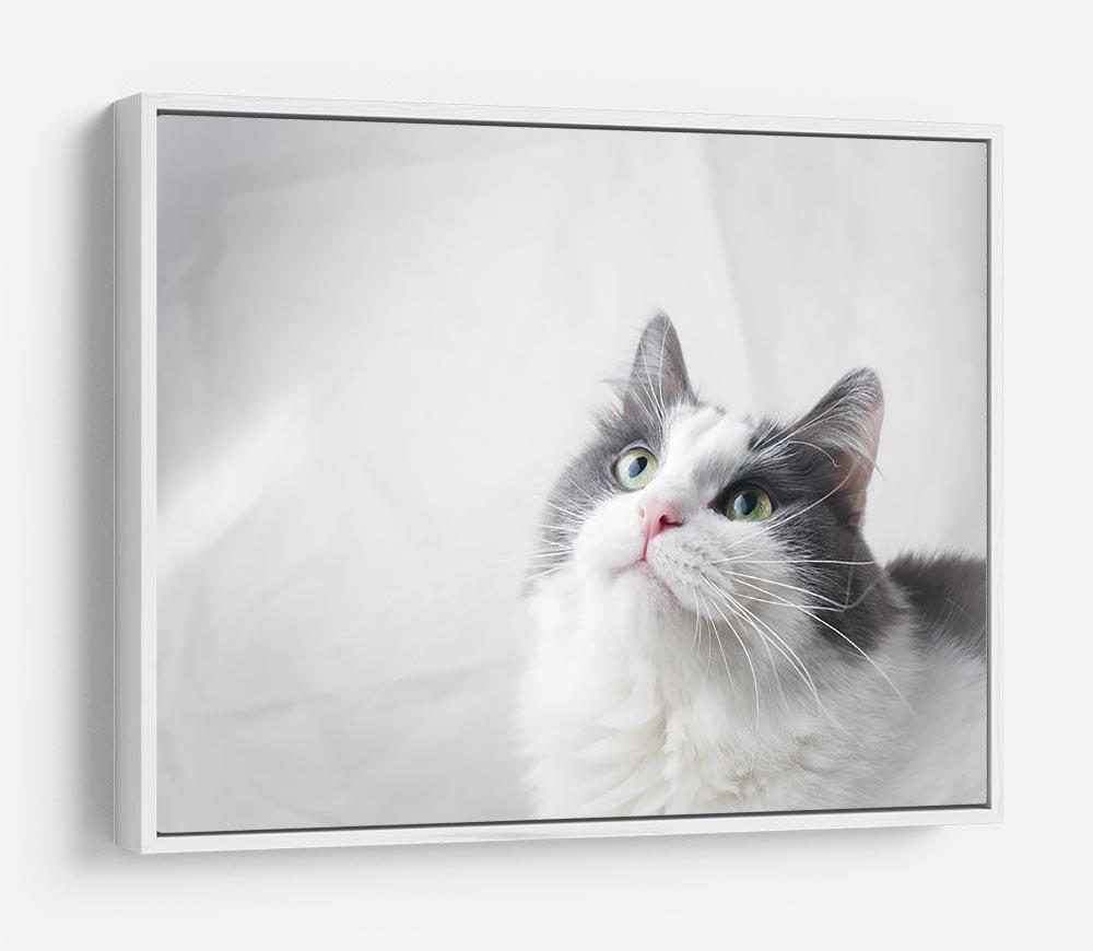 Curious cat looking up HD Metal Print - Canvas Art Rocks - 7