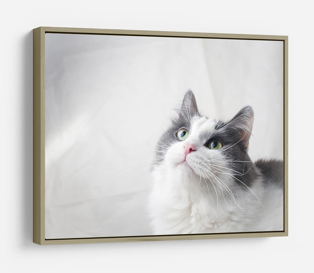 Curious cat looking up HD Metal Print - Canvas Art Rocks - 8