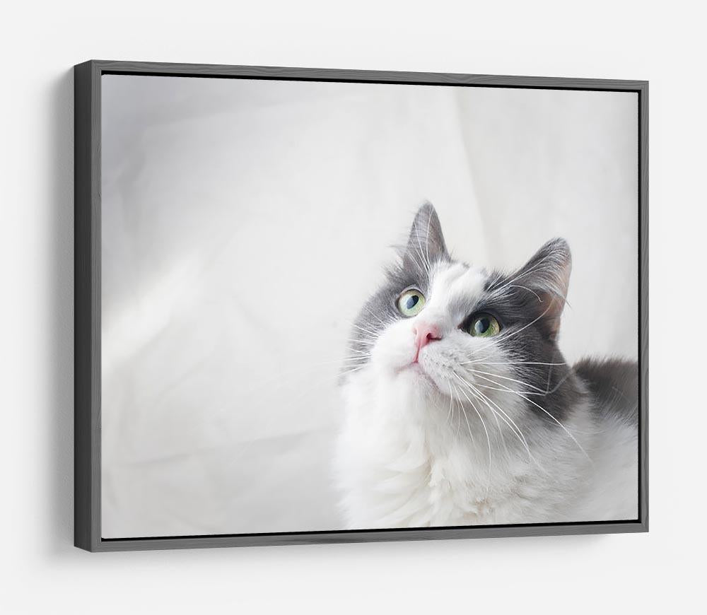Curious cat looking up HD Metal Print - Canvas Art Rocks - 9