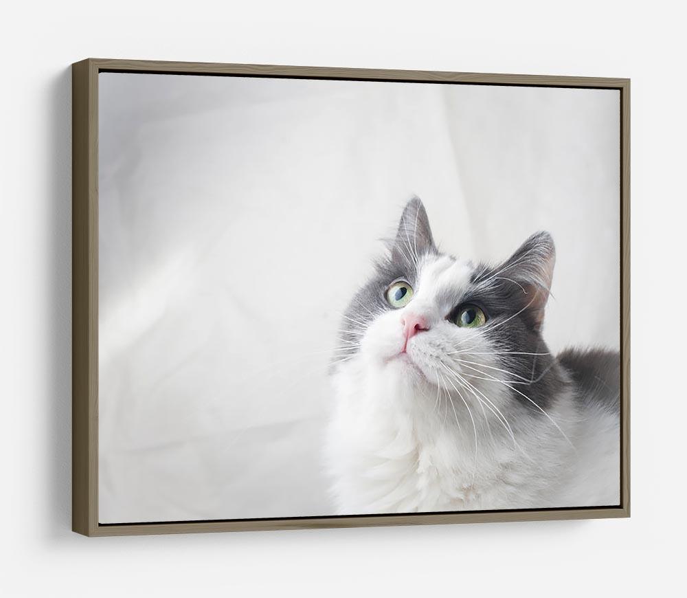 Curious cat looking up HD Metal Print - Canvas Art Rocks - 10