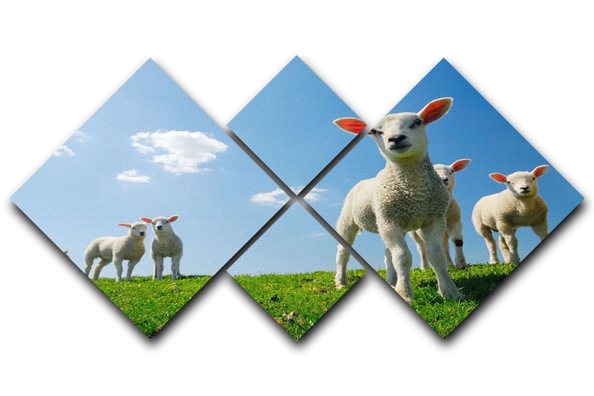 Curious lambs looking at the camera in spring 4 Square Multi Panel Canvas - Canvas Art Rocks - 1