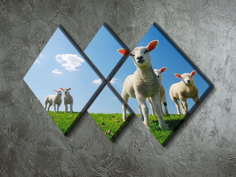 Curious lambs looking at the camera in spring 4 Square Multi Panel Canvas - Canvas Art Rocks - 2