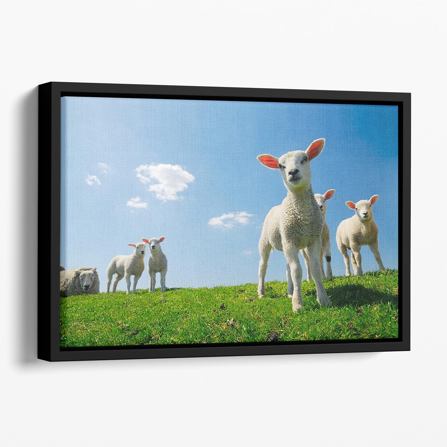 Curious lambs looking at the camera in spring Floating Framed Canvas - Canvas Art Rocks - 1