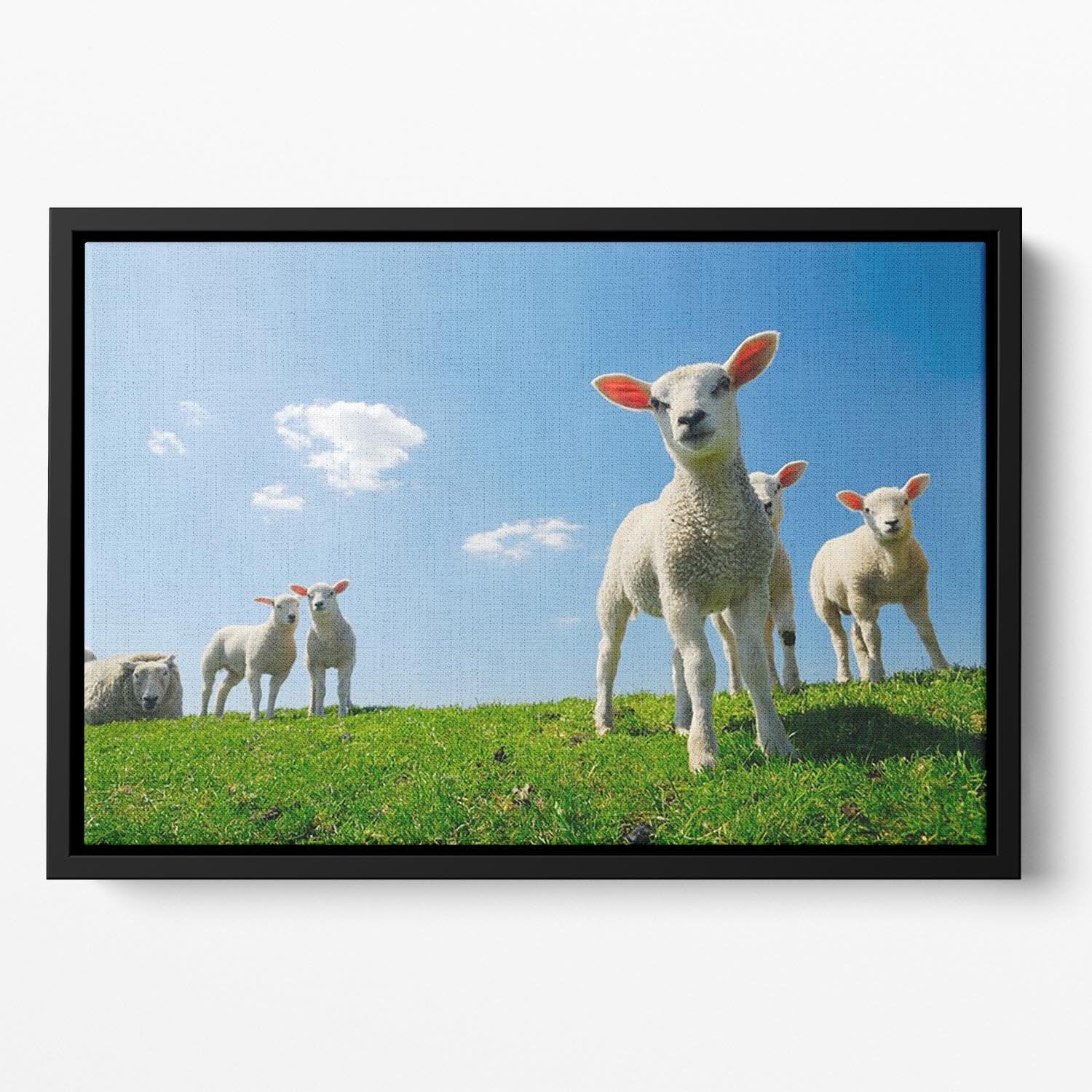 Curious lambs looking at the camera in spring Floating Framed Canvas - Canvas Art Rocks - 2