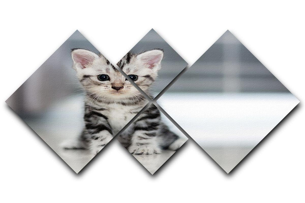 Cute American shorthair cat kitten 4 Square Multi Panel Canvas - Canvas Art Rocks - 1