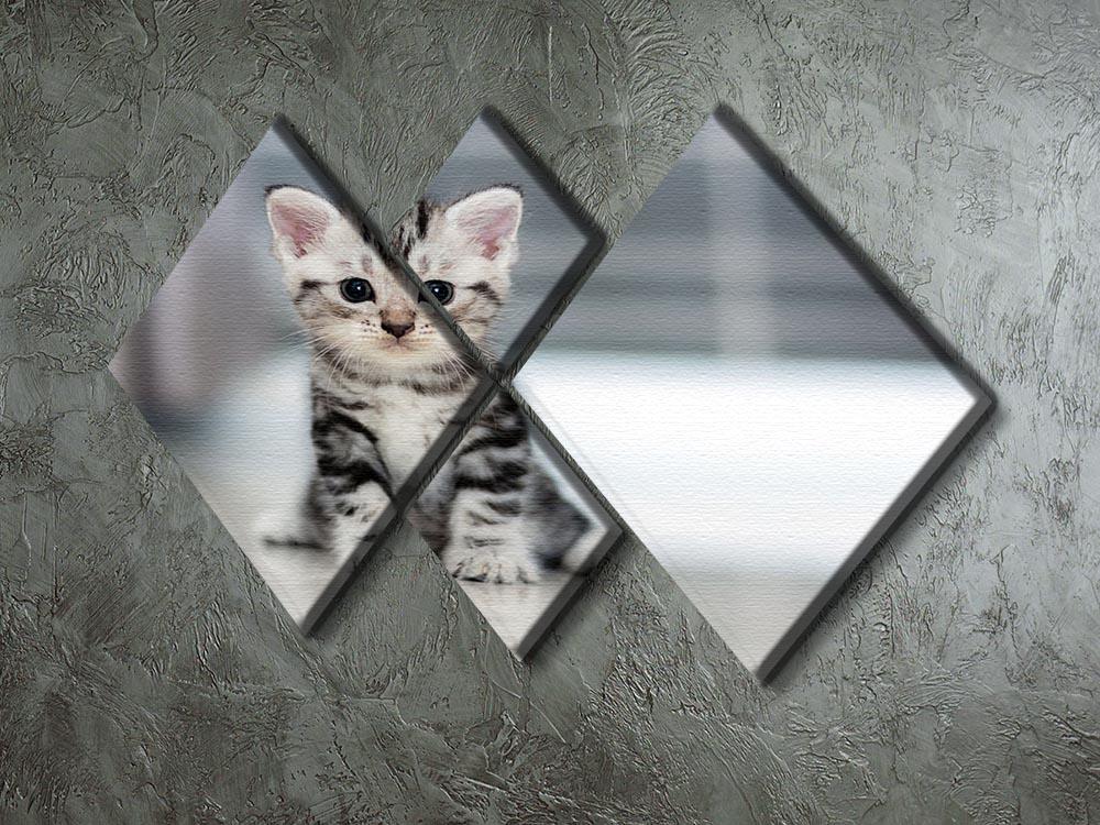 Cute American shorthair cat kitten 4 Square Multi Panel Canvas - Canvas Art Rocks - 2