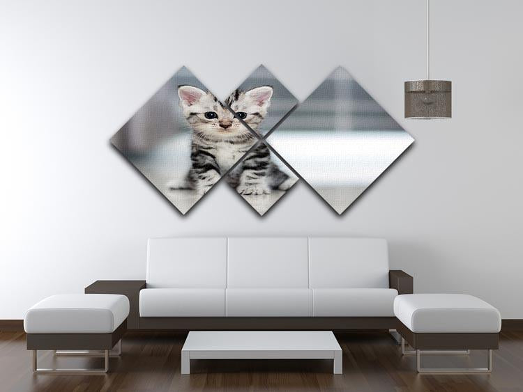 Cute American shorthair cat kitten 4 Square Multi Panel Canvas - Canvas Art Rocks - 3
