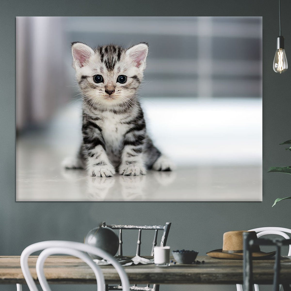 Cute American shorthair cat kitten Canvas Print or Poster
