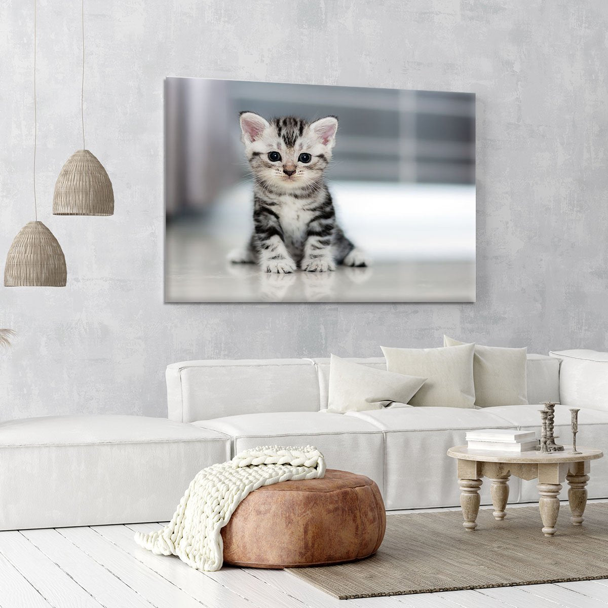 Cute American shorthair cat kitten Canvas Print or Poster