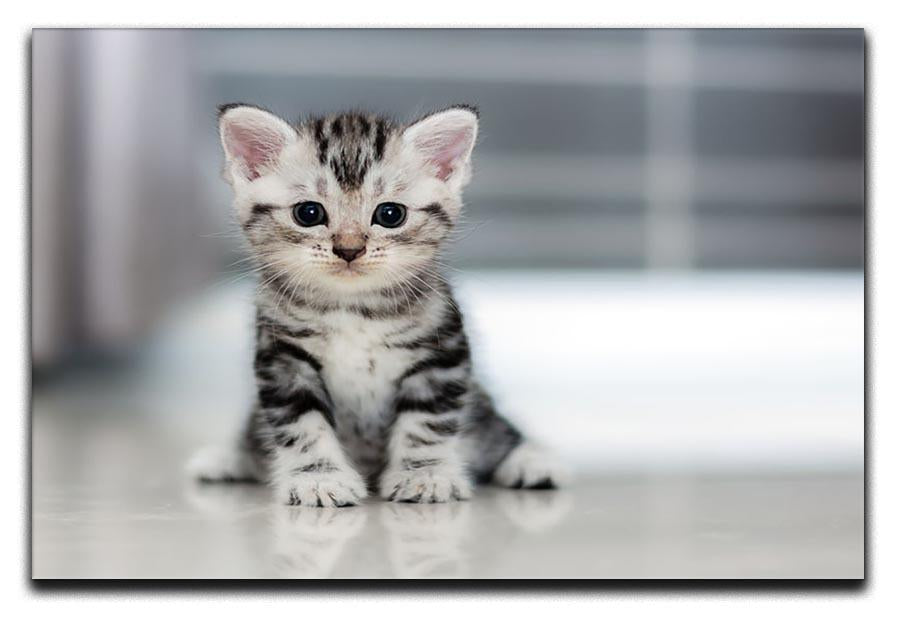 Cute American shorthair cat kitten Canvas Print or Poster - Canvas Art Rocks - 1