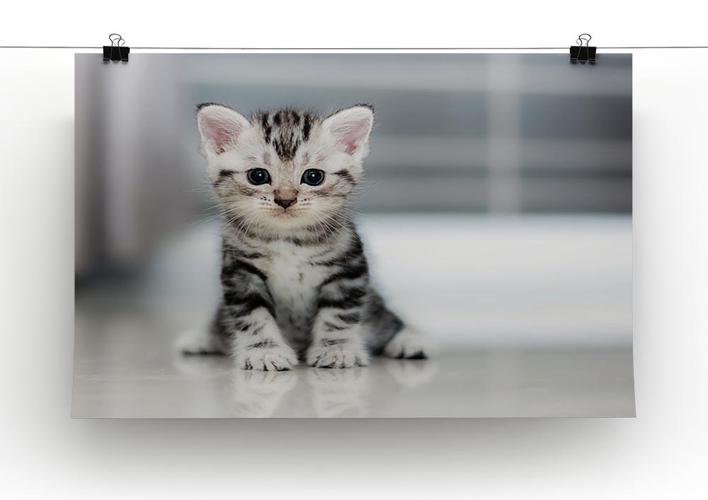 Cute American shorthair cat kitten Canvas Print or Poster - Canvas Art Rocks - 2