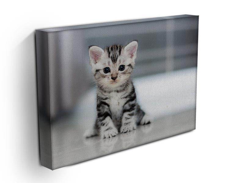 Cute American shorthair cat kitten Canvas Print or Poster - Canvas Art Rocks - 3