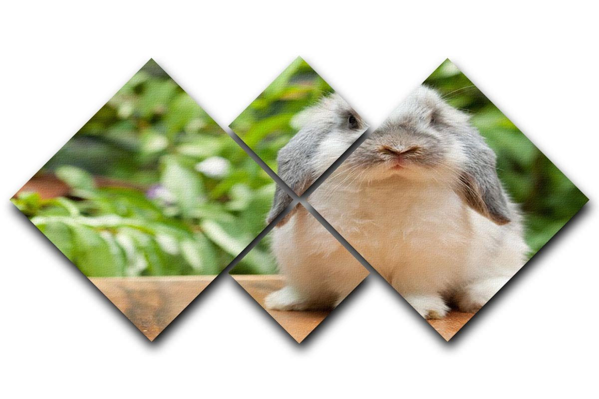 Cute holland lop rabbit 4 Square Multi Panel Canvas - Canvas Art Rocks - 1