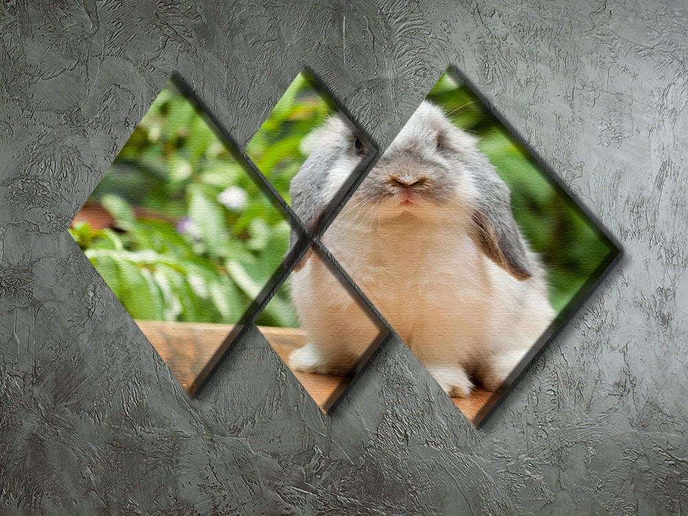 Cute holland lop rabbit 4 Square Multi Panel Canvas - Canvas Art Rocks - 2