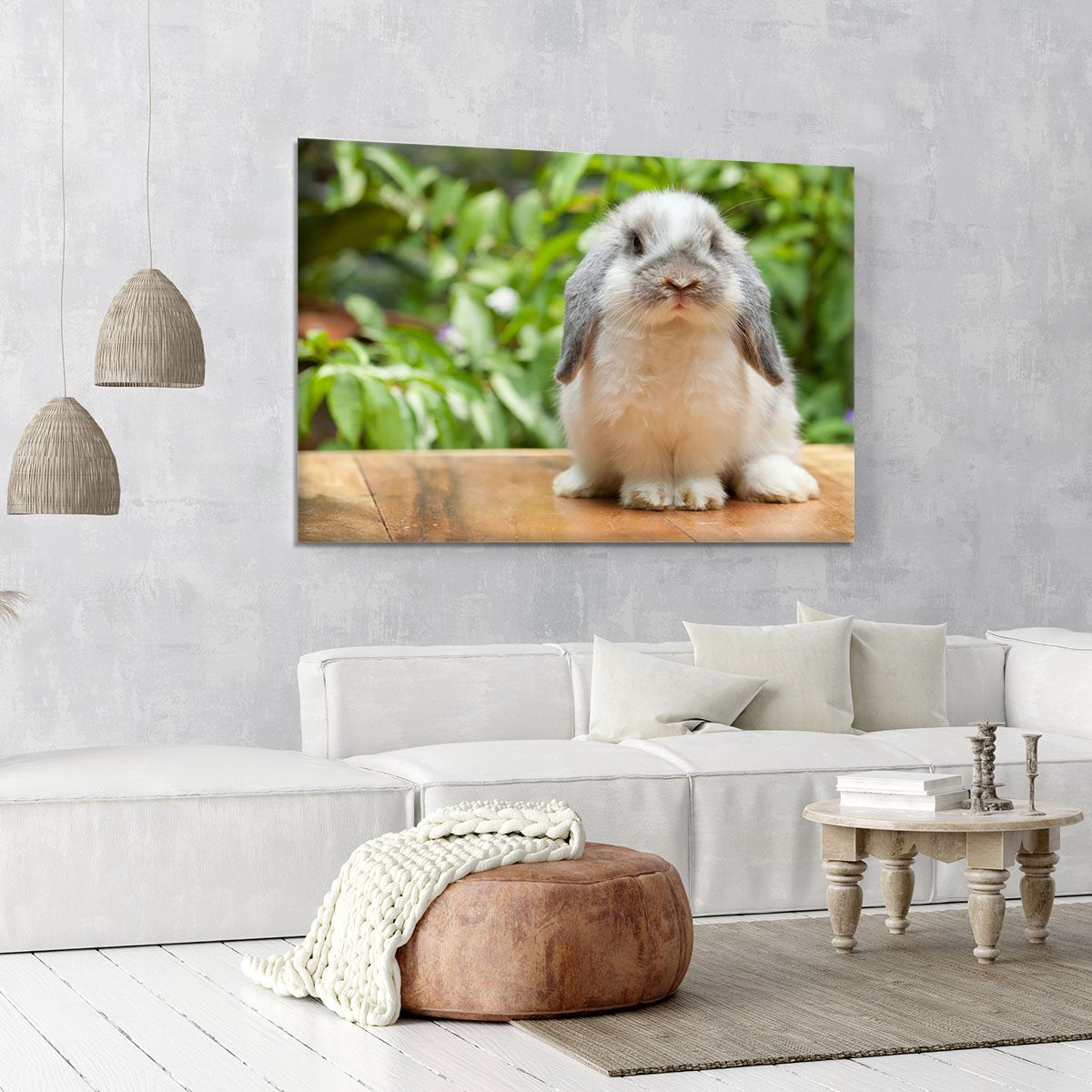 Cute holland lop rabbit Canvas Print or Poster