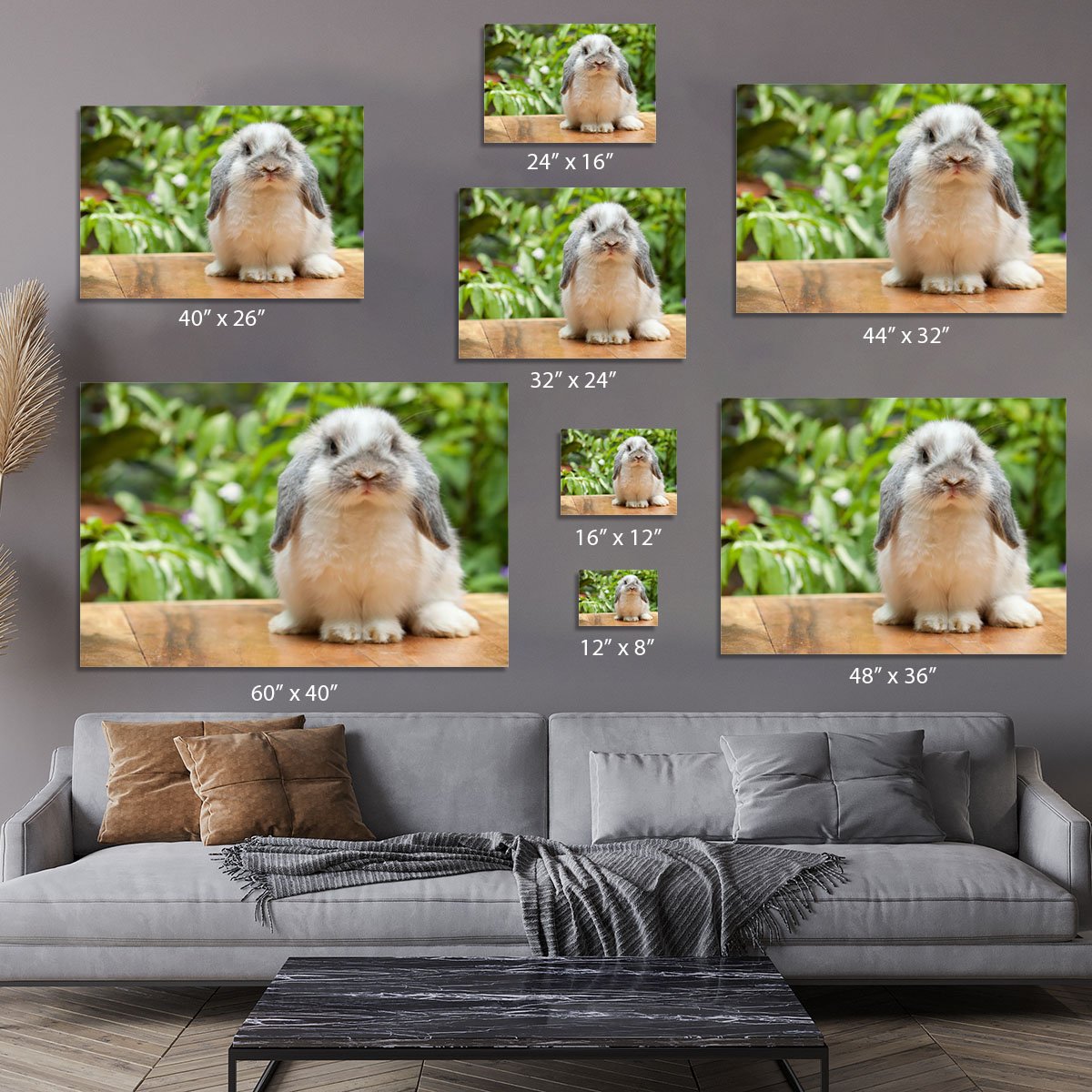 Cute holland lop rabbit Canvas Print or Poster
