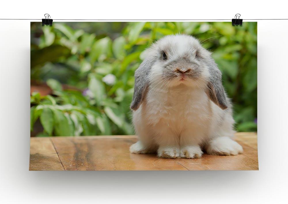 Cute holland lop rabbit Canvas Print or Poster - Canvas Art Rocks - 2