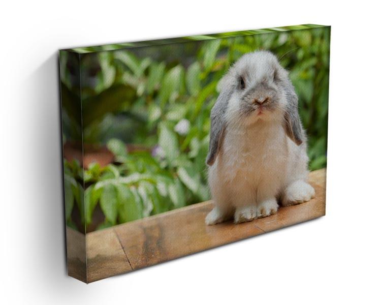 Cute holland lop rabbit Canvas Print or Poster - Canvas Art Rocks - 3