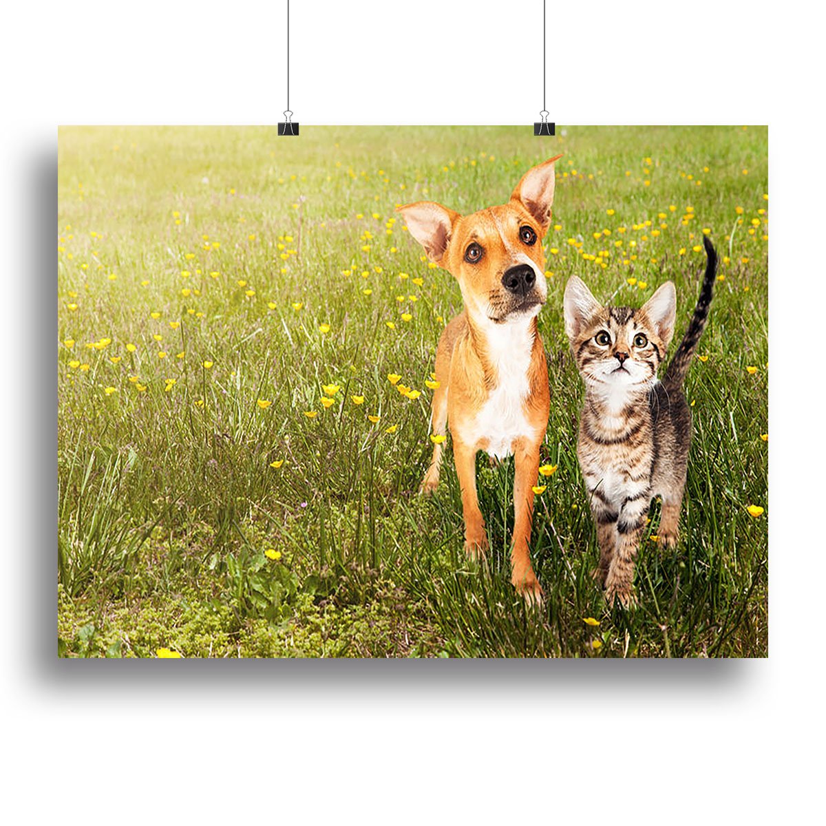 Cute kitten and puppy together in a field Canvas Print or Poster