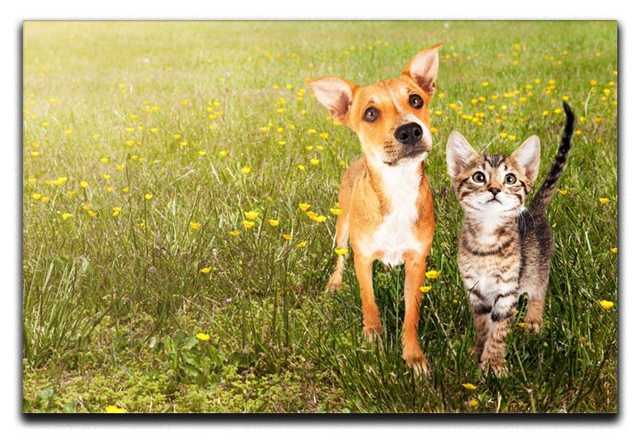 Cute kitten and puppy together in a field Canvas Print or Poster - Canvas Art Rocks - 1