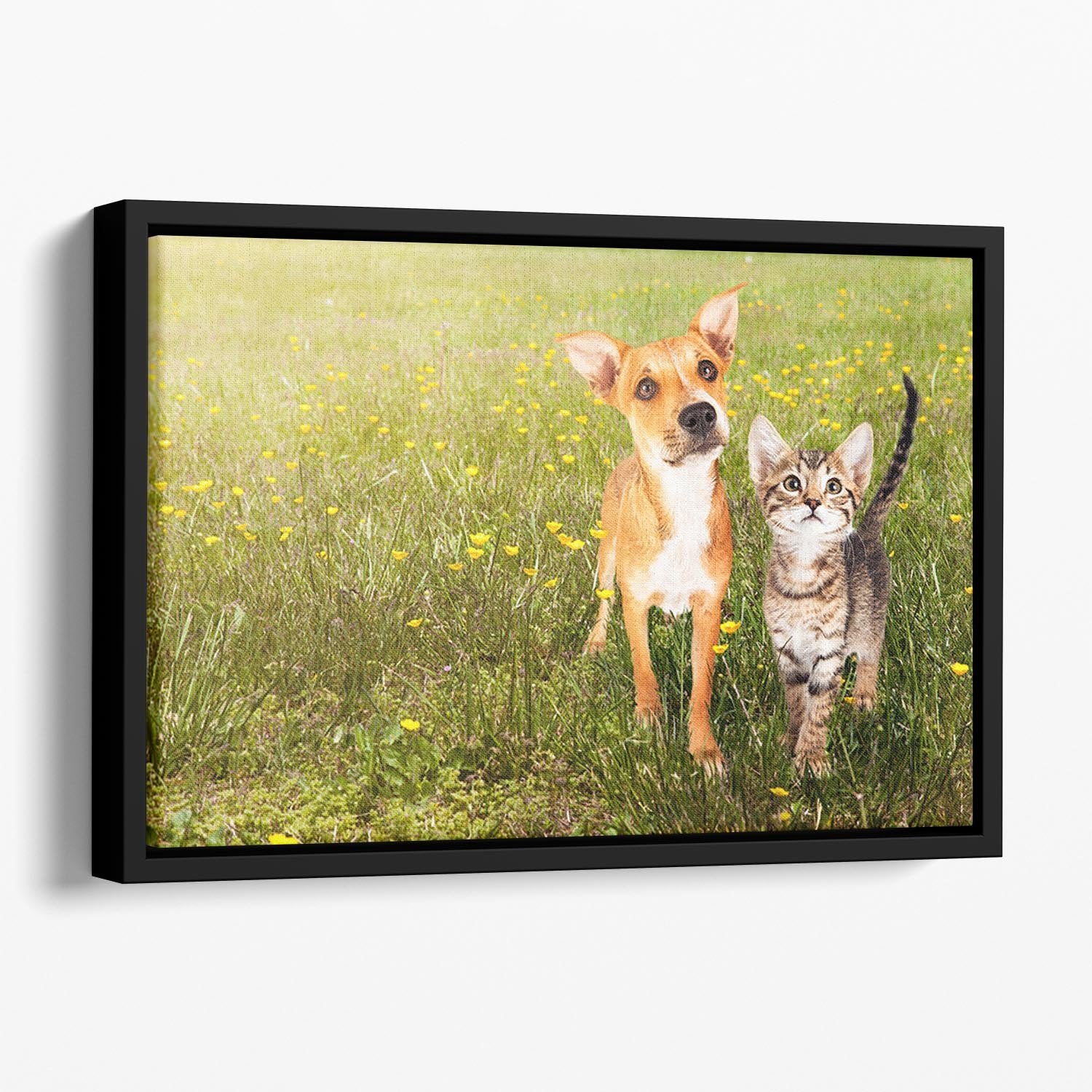 Cute kitten and puppy together in a field Floating Framed Canvas - Canvas Art Rocks - 1