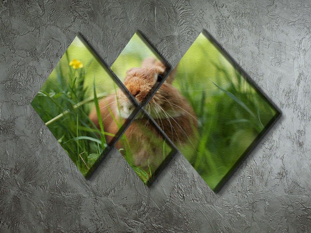 Cute rabbit in green grass 4 Square Multi Panel Canvas - Canvas Art Rocks - 2