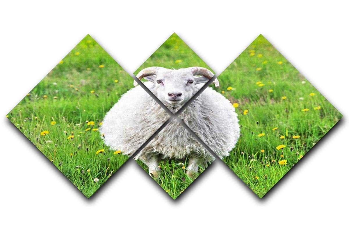 Cute sheep in Iceland staring into the camera 4 Square Multi Panel Canvas - Canvas Art Rocks - 1