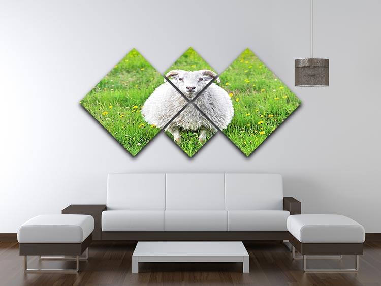 Cute sheep in Iceland staring into the camera 4 Square Multi Panel Canvas - Canvas Art Rocks - 3