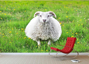 Cute sheep in Iceland staring into the camera Wall Mural Wallpaper - Canvas Art Rocks - 2