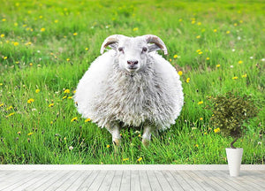 Cute sheep in Iceland staring into the camera Wall Mural Wallpaper - Canvas Art Rocks - 4