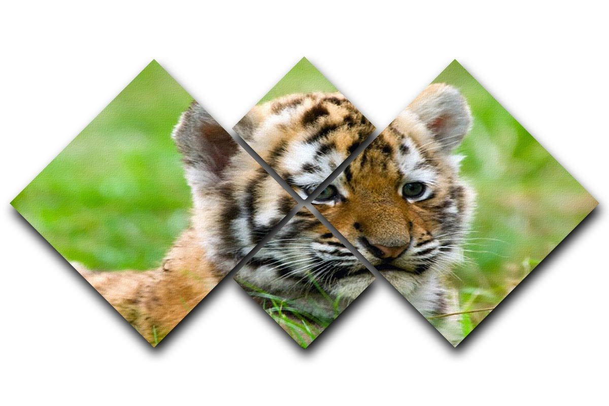 Cute siberian tiger cub 4 Square Multi Panel Canvas - Canvas Art Rocks - 1
