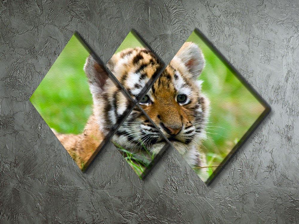 Cute siberian tiger cub 4 Square Multi Panel Canvas - Canvas Art Rocks - 2