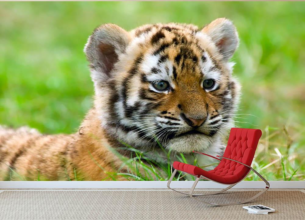 cute baby tiger wallpapers