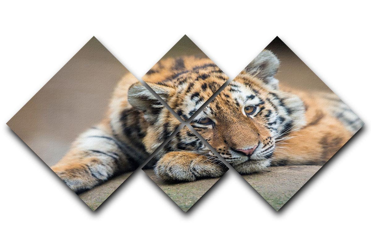 Cute tiger cub resting lazily 4 Square Multi Panel Canvas - Canvas Art Rocks - 1