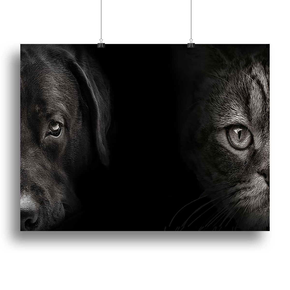 Dark muzzle labrador dog and cat Canvas Print or Poster
