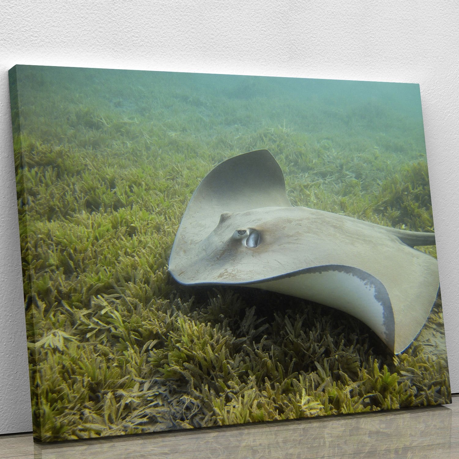 Darkspotted stingray Canvas Print or Poster