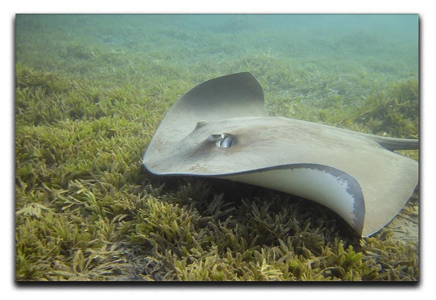 Darkspotted stingray Canvas Print or Poster  - Canvas Art Rocks - 1